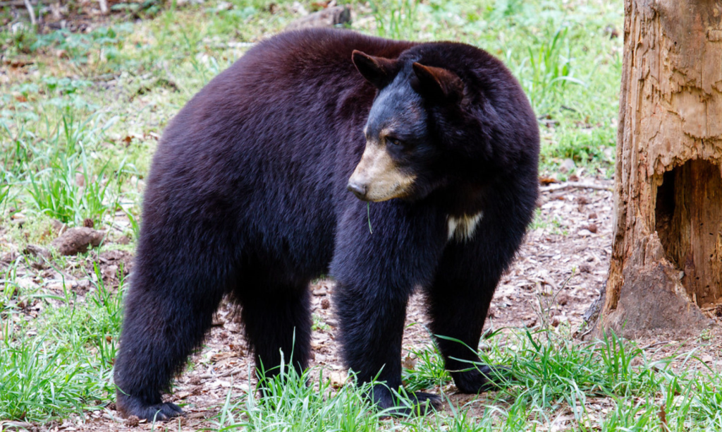 Bear Hollow Zoo Official Image